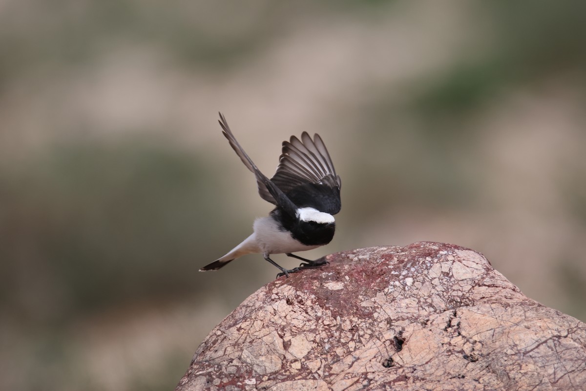 Mourning Wheatear (Maghreb) - ML624951638
