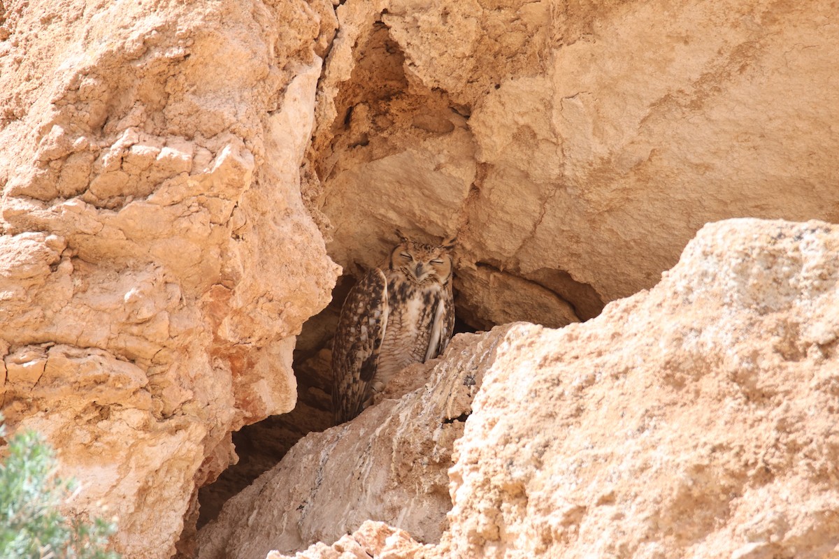 Pharaoh Eagle-Owl - ML624951679