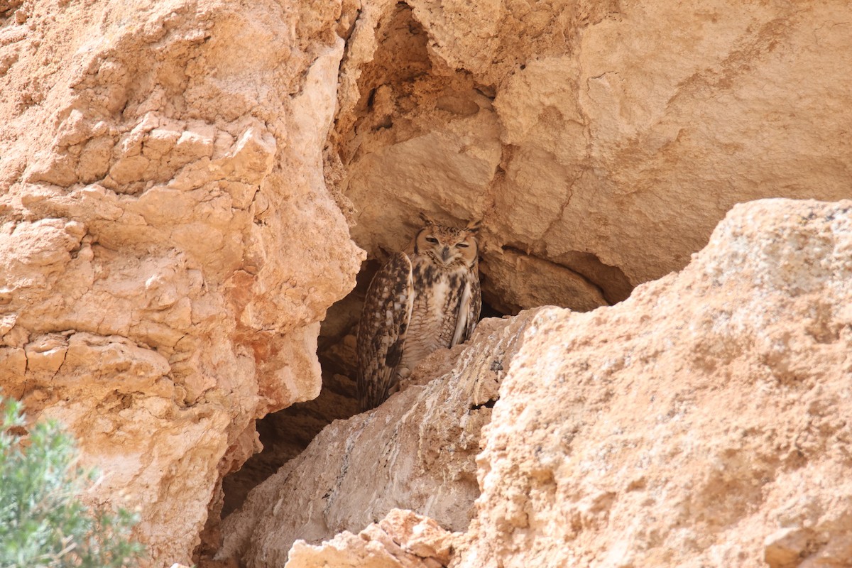 Pharaoh Eagle-Owl - ML624951680