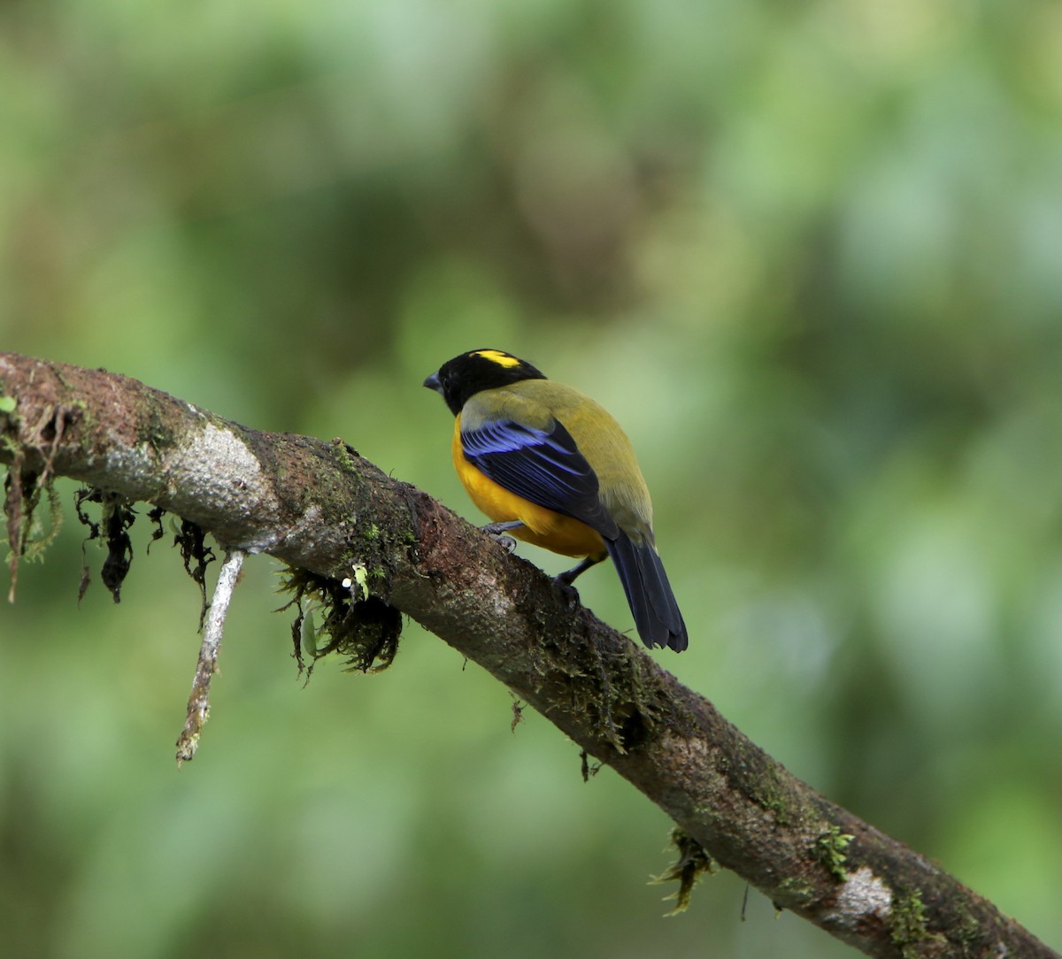 Black-chinned Mountain Tanager - William Tice