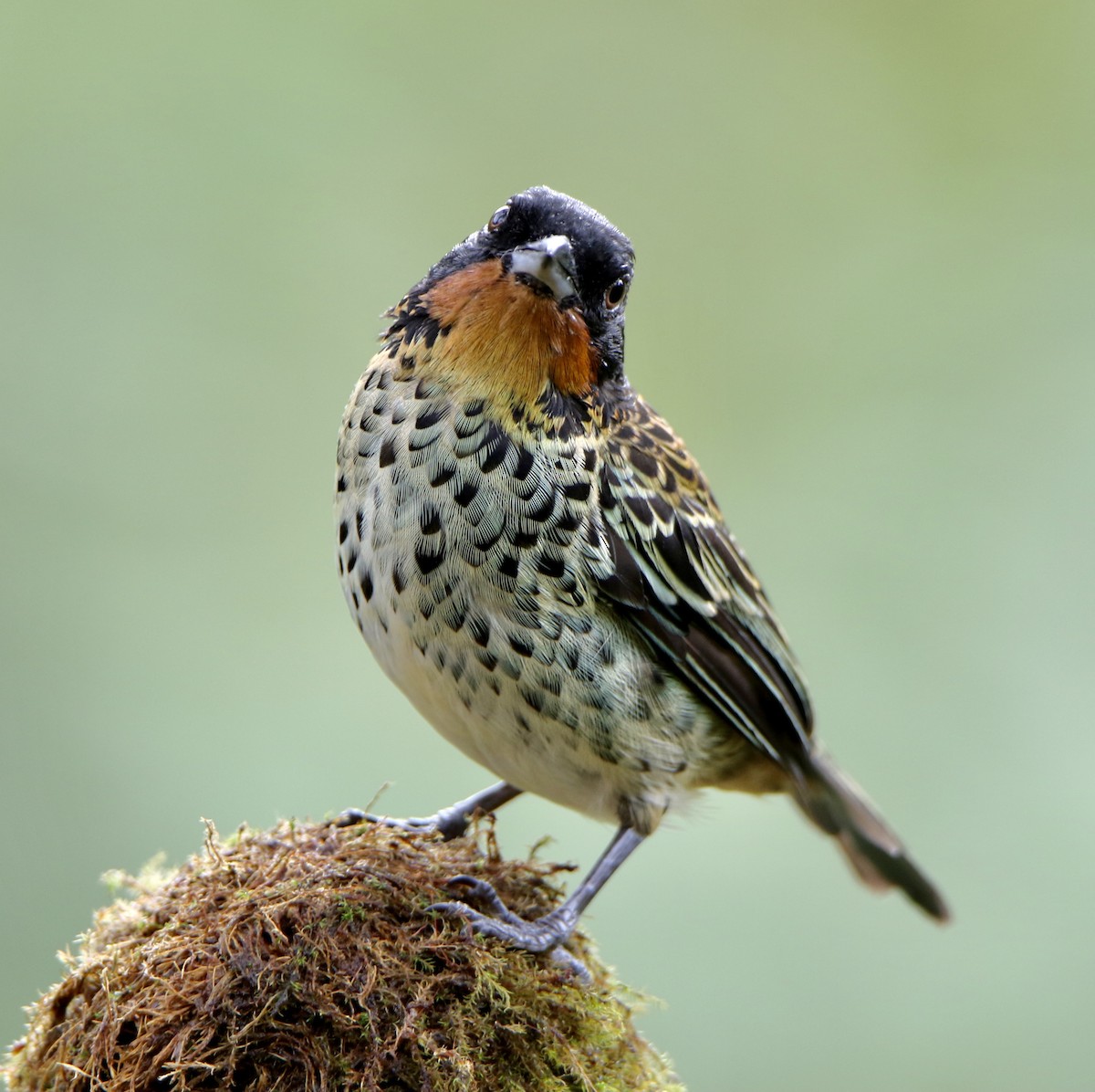 Rufous-throated Tanager - William Tice