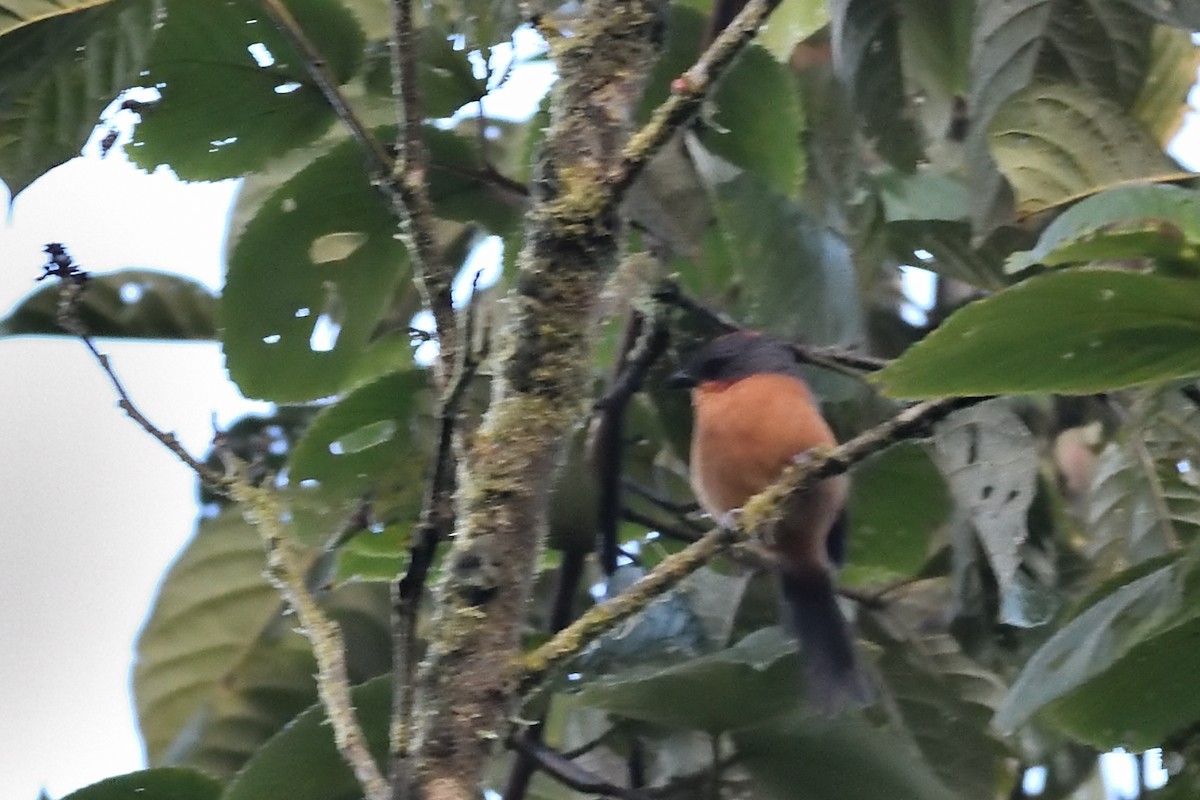 Rufous-crested Tanager - ML624951809