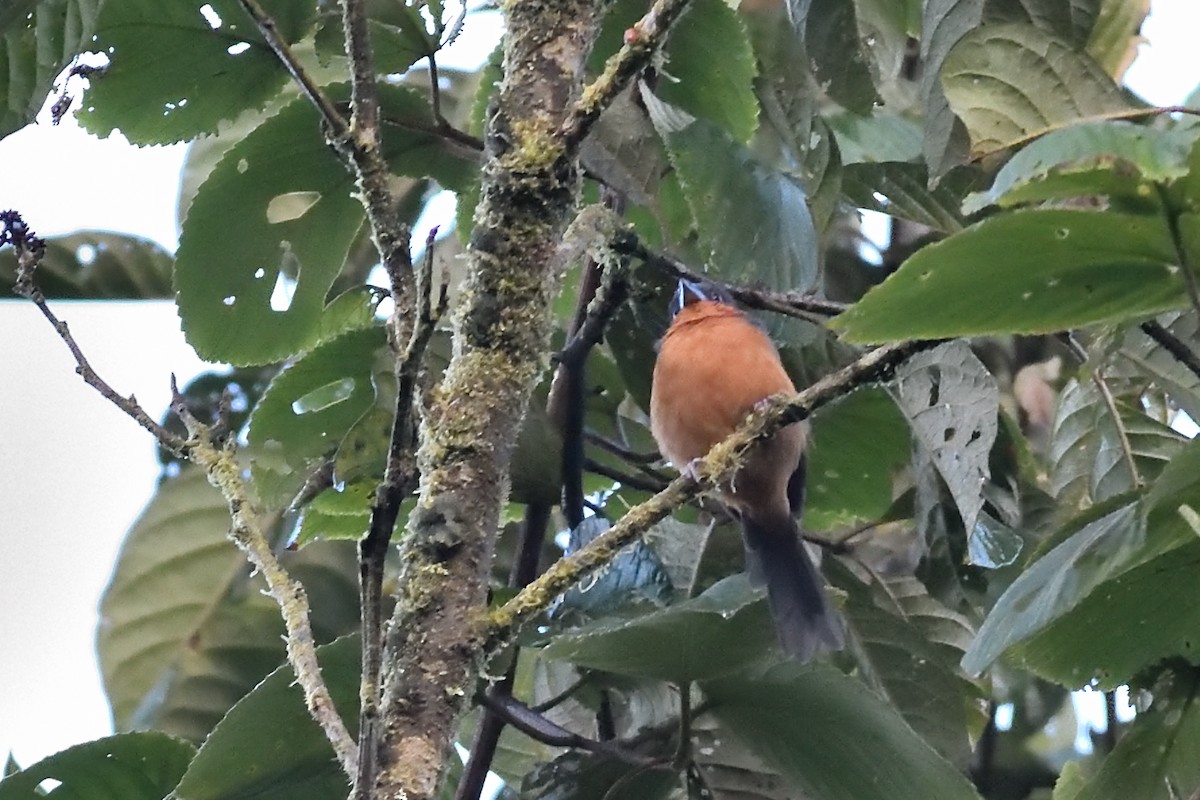 Rufous-crested Tanager - ML624951810