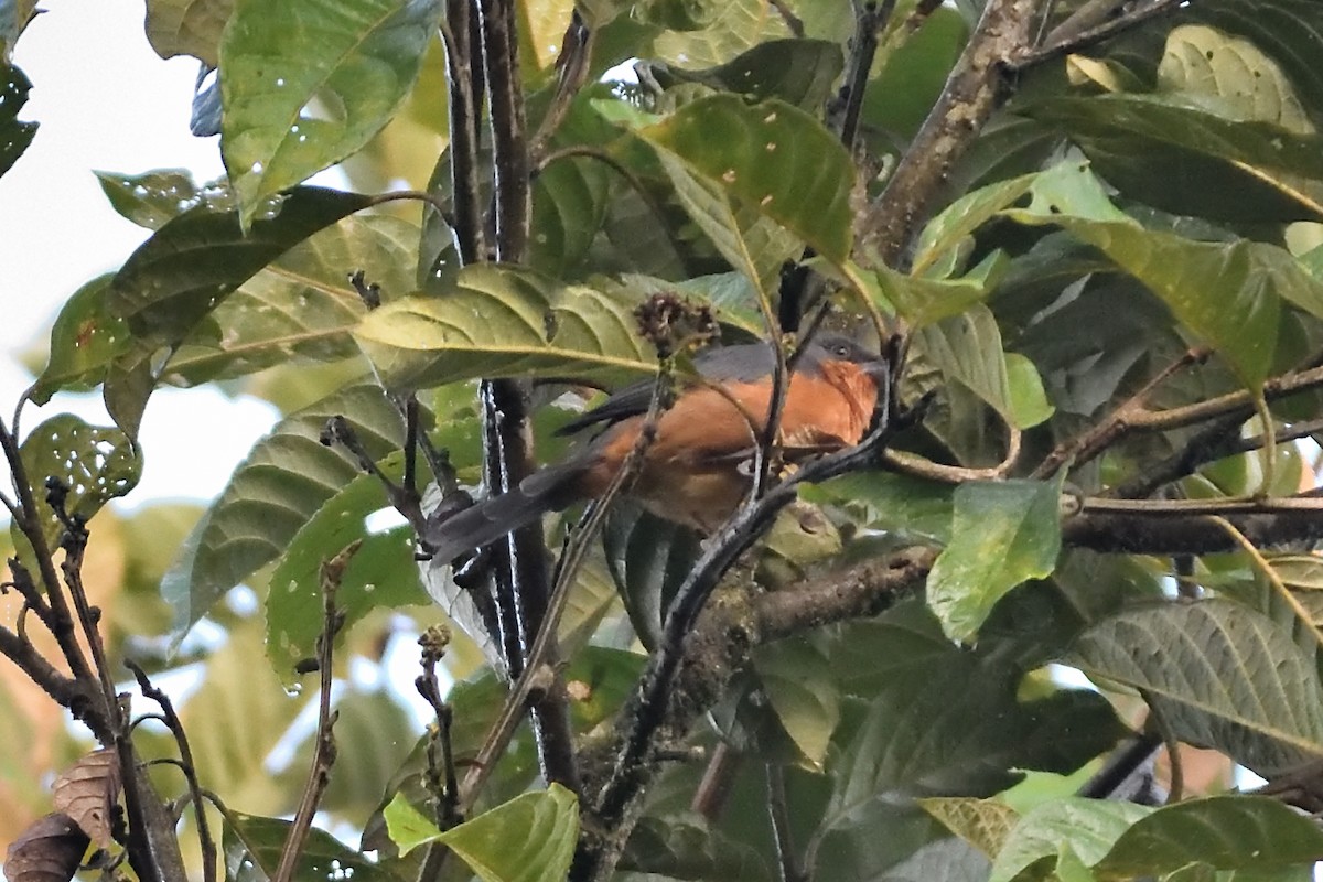 Rufous-crested Tanager - ML624951811