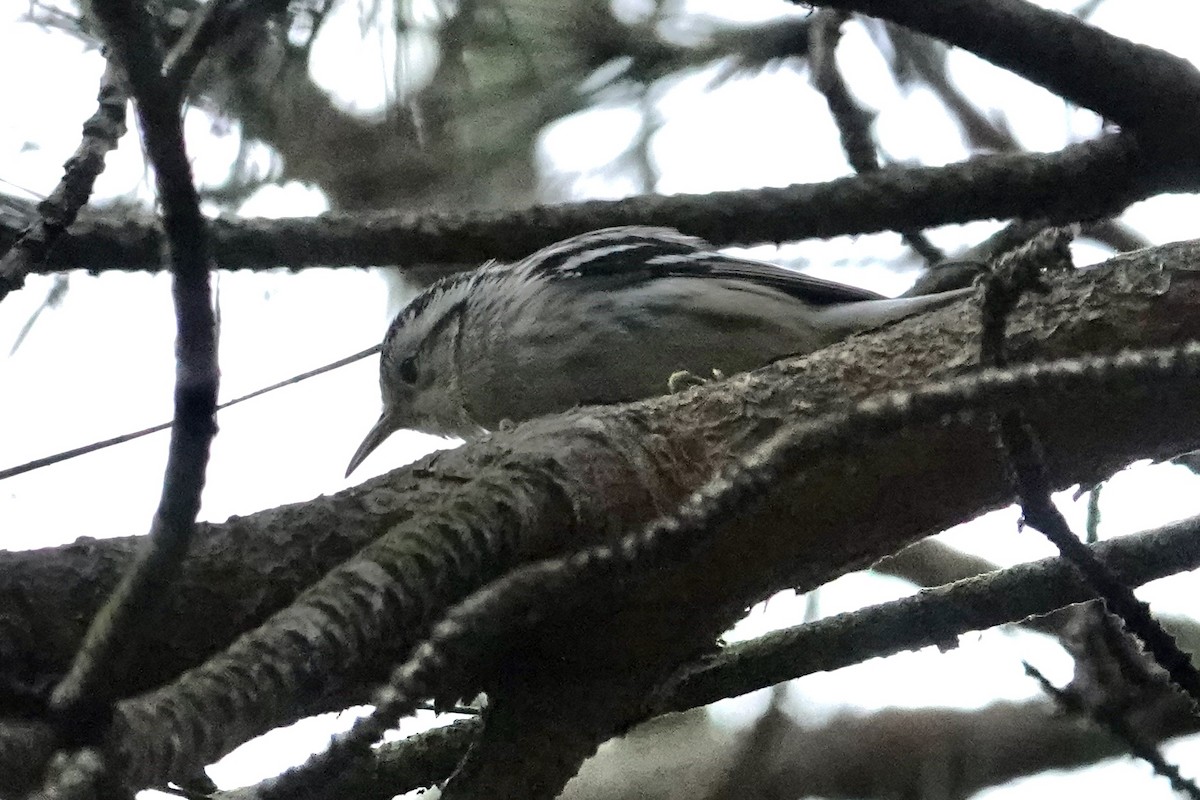 Black-and-white Warbler - ML624951899