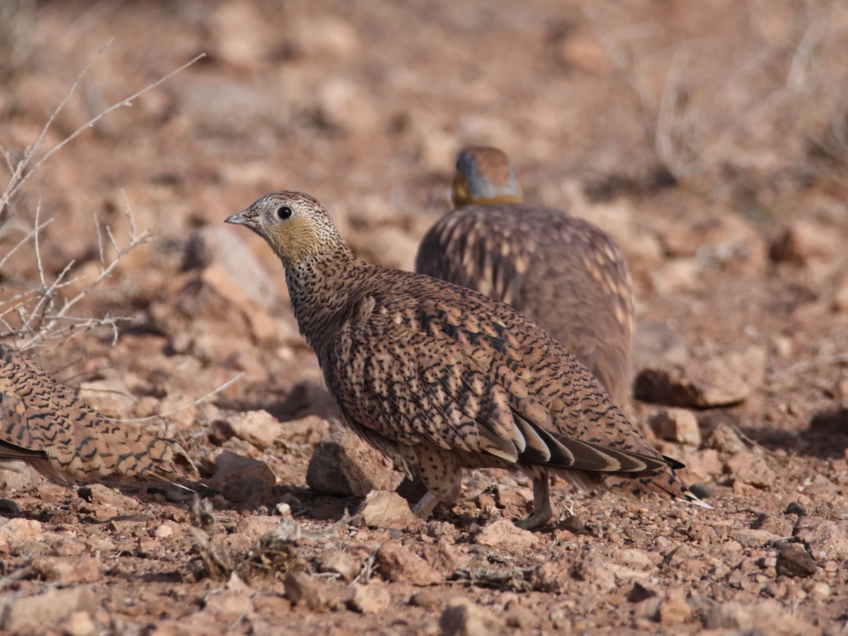 Crowned Sandgrouse - ML624951945