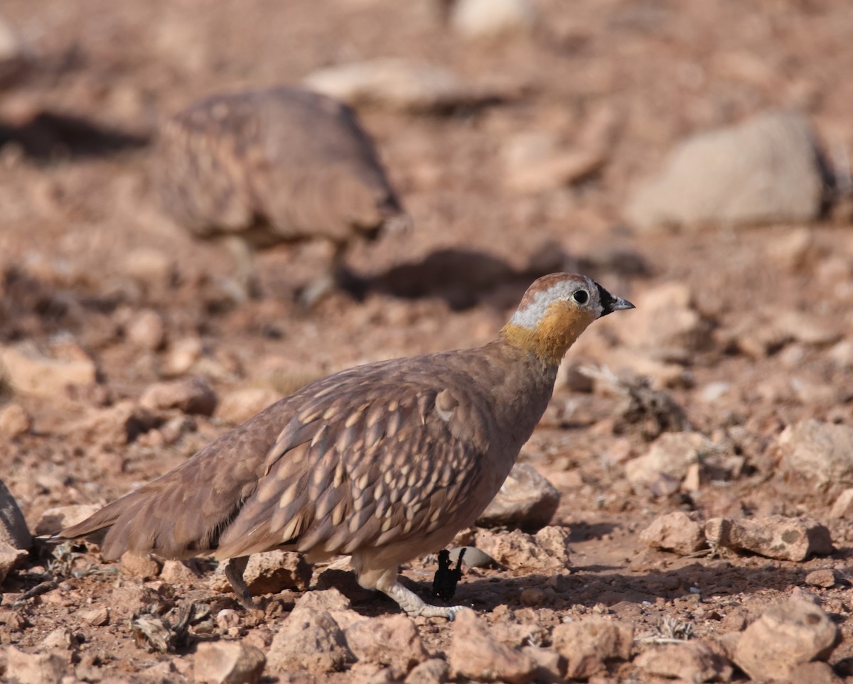 Crowned Sandgrouse - ML624951946