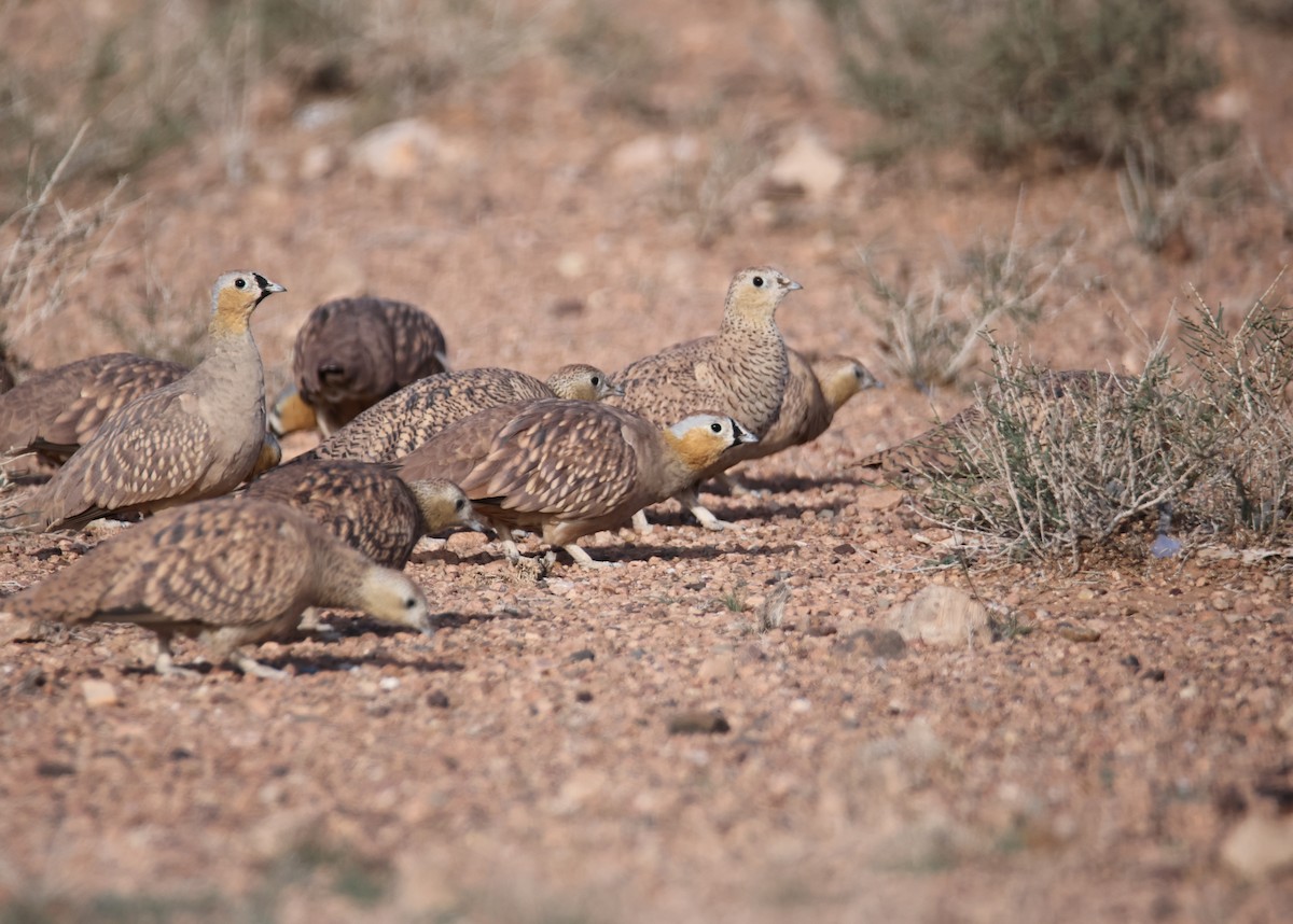 Crowned Sandgrouse - ML624951947