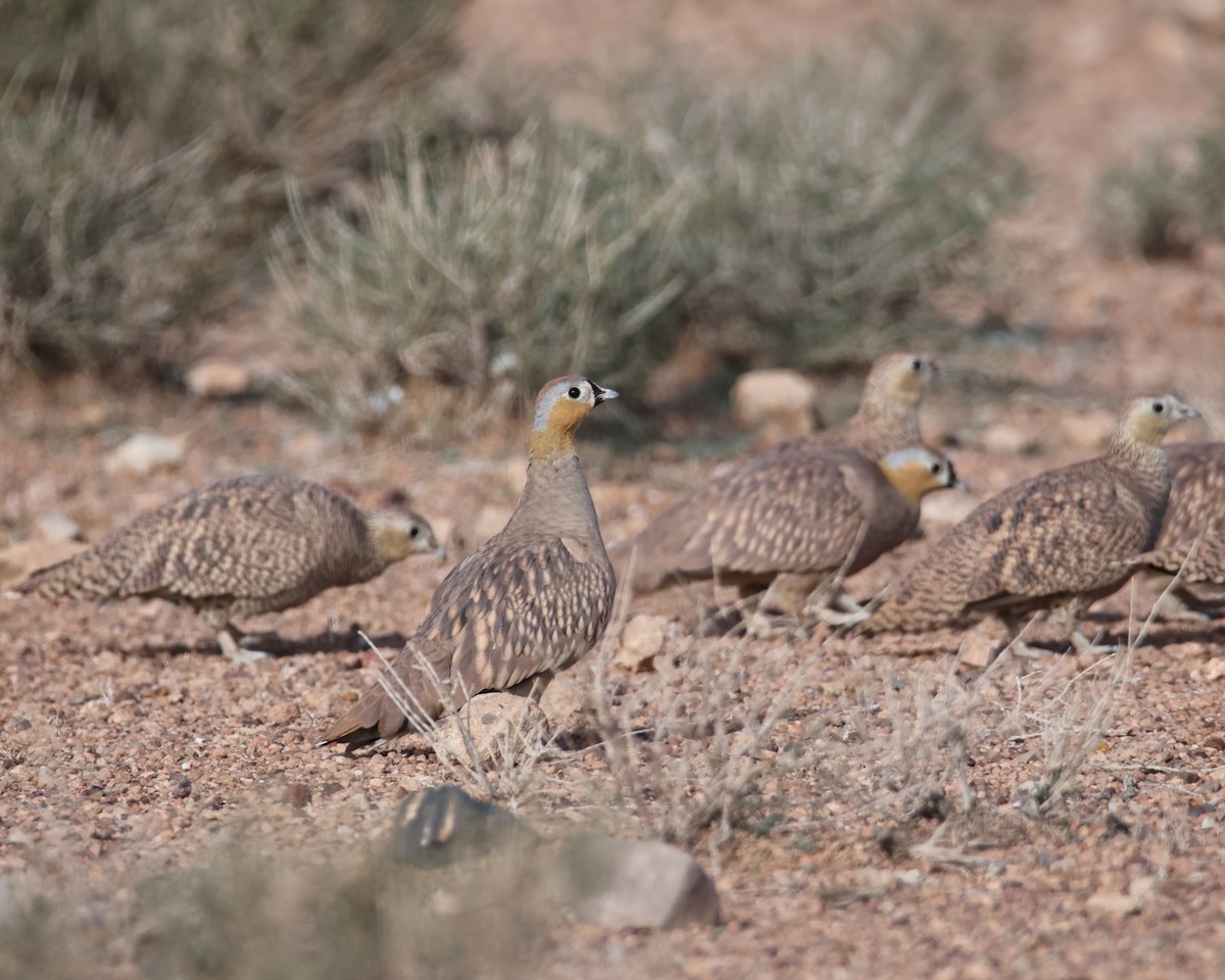 Crowned Sandgrouse - ML624951948