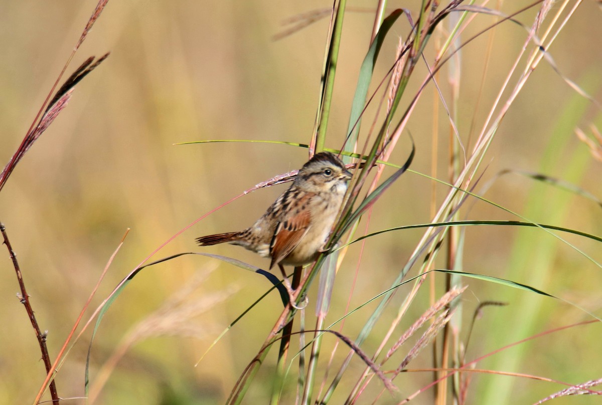 Swamp Sparrow - ML624951975