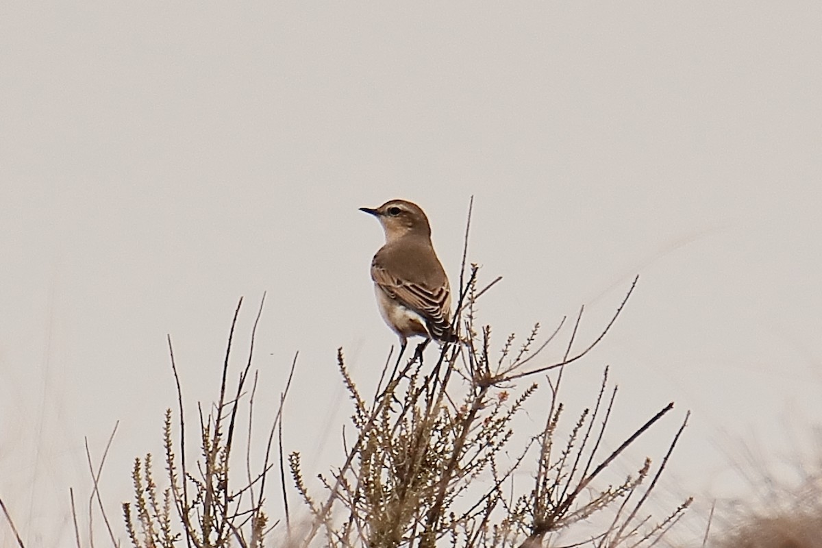 ハシグロヒタキ - ML624951999