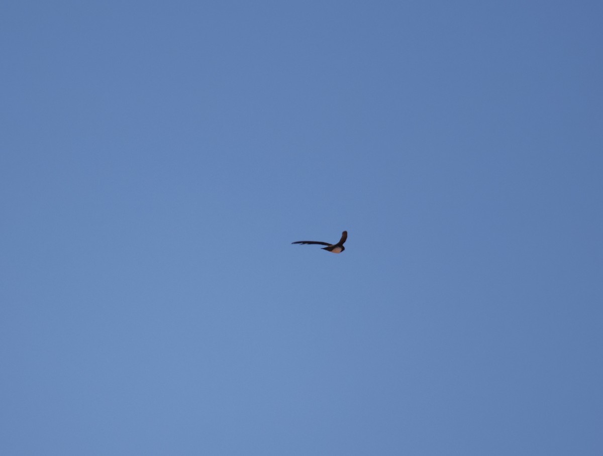 Alpine Swift - ML624952001