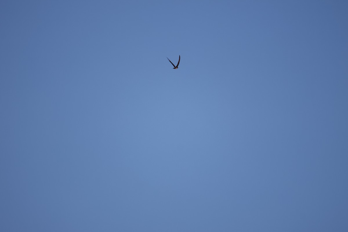 Alpine Swift - ML624952002