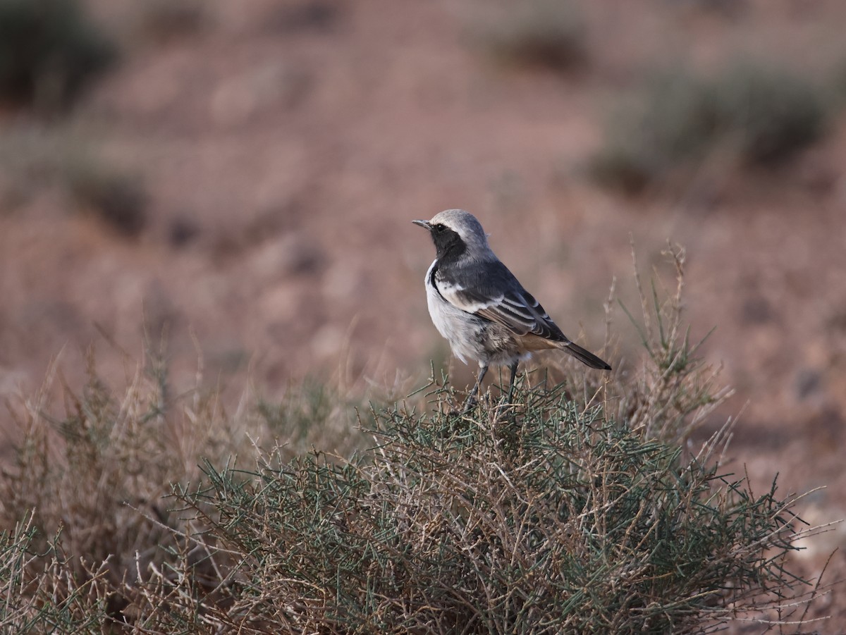 Red-rumped Wheatear - ML624952033