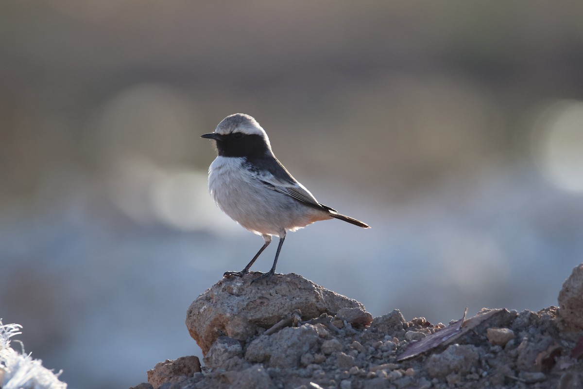 Red-rumped Wheatear - ML624952034