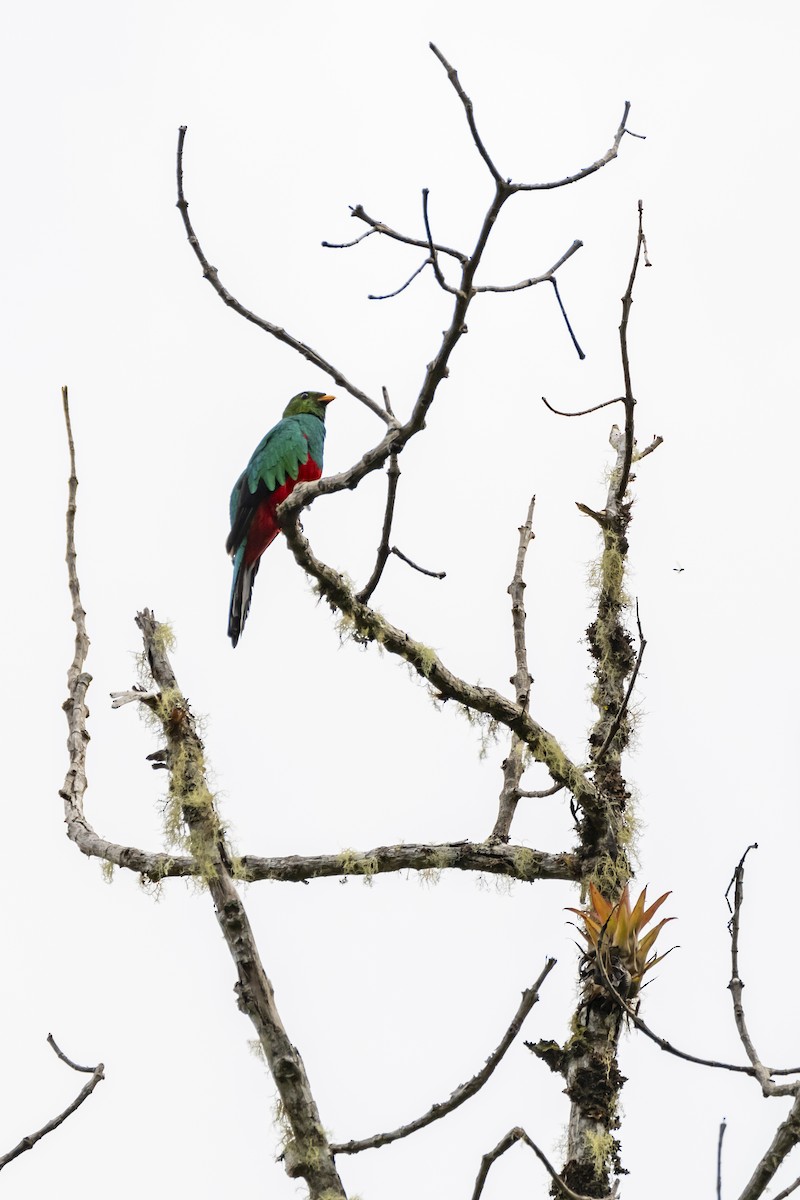 Golden-headed Quetzal - ML624952182