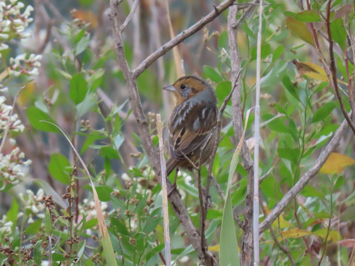 Nelson's Sparrow (Interior) - Julie Wilson