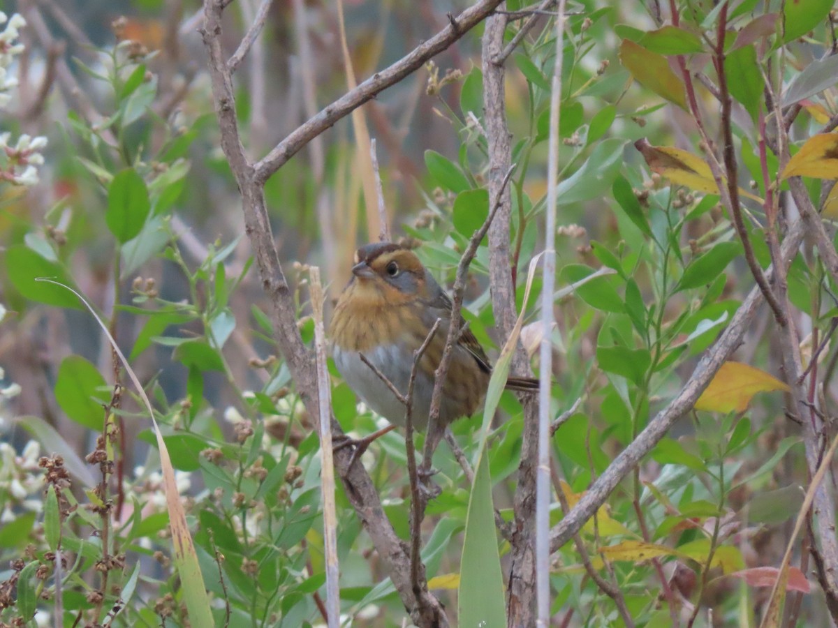 Nelson's Sparrow (Interior) - ML624952235