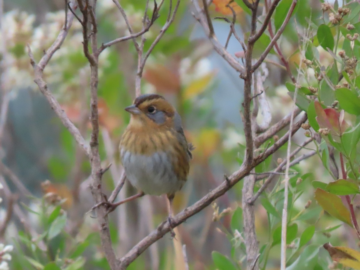 Nelson's Sparrow (Interior) - ML624952236