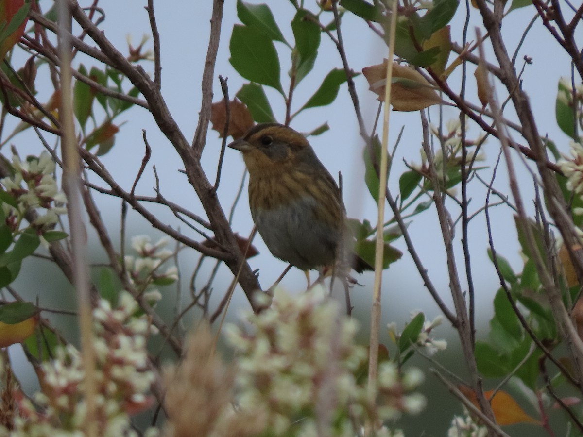 Nelson's Sparrow (Interior) - ML624952238