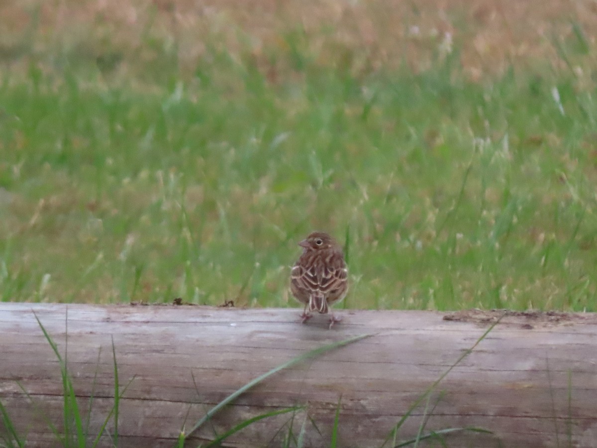 Vesper Sparrow - ML624952248