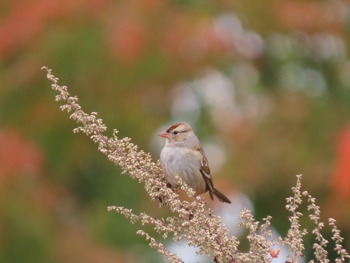 White-crowned Sparrow (leucophrys) - ML624952252