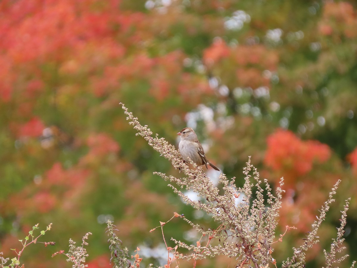 White-crowned Sparrow (leucophrys) - ML624952255