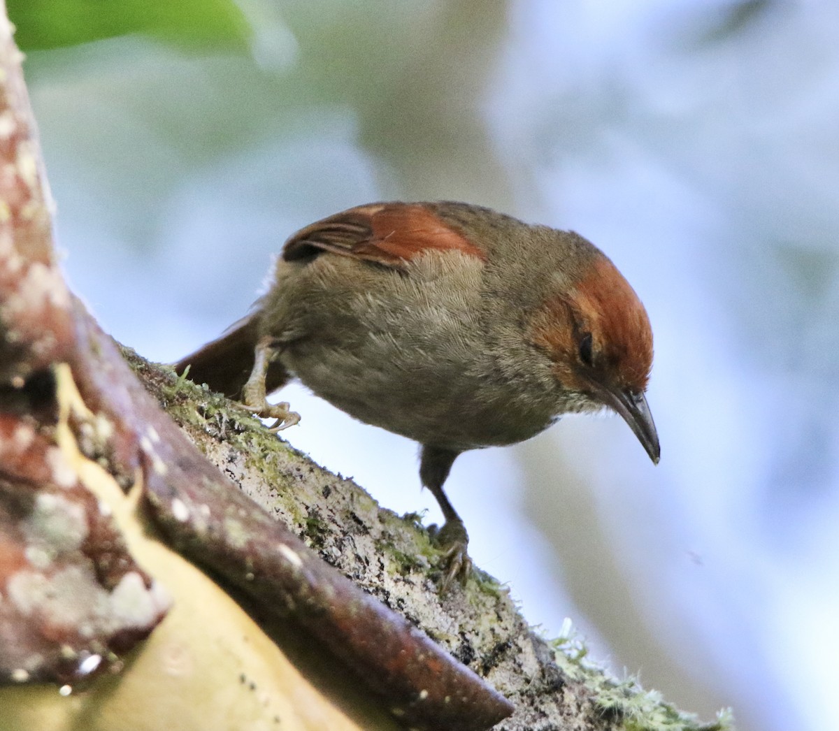 Red-faced Spinetail - ML624952333