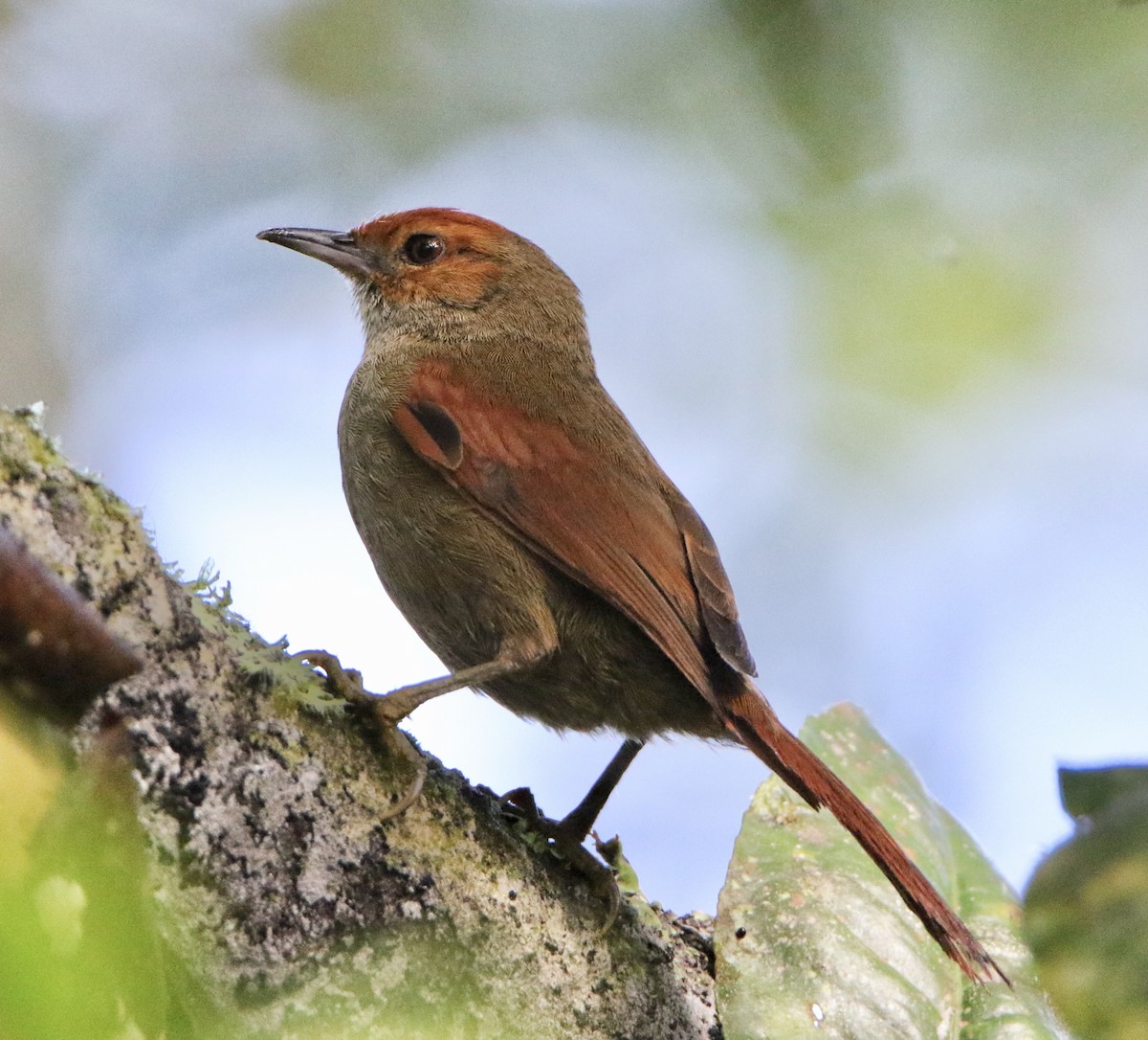 Red-faced Spinetail - ML624952334