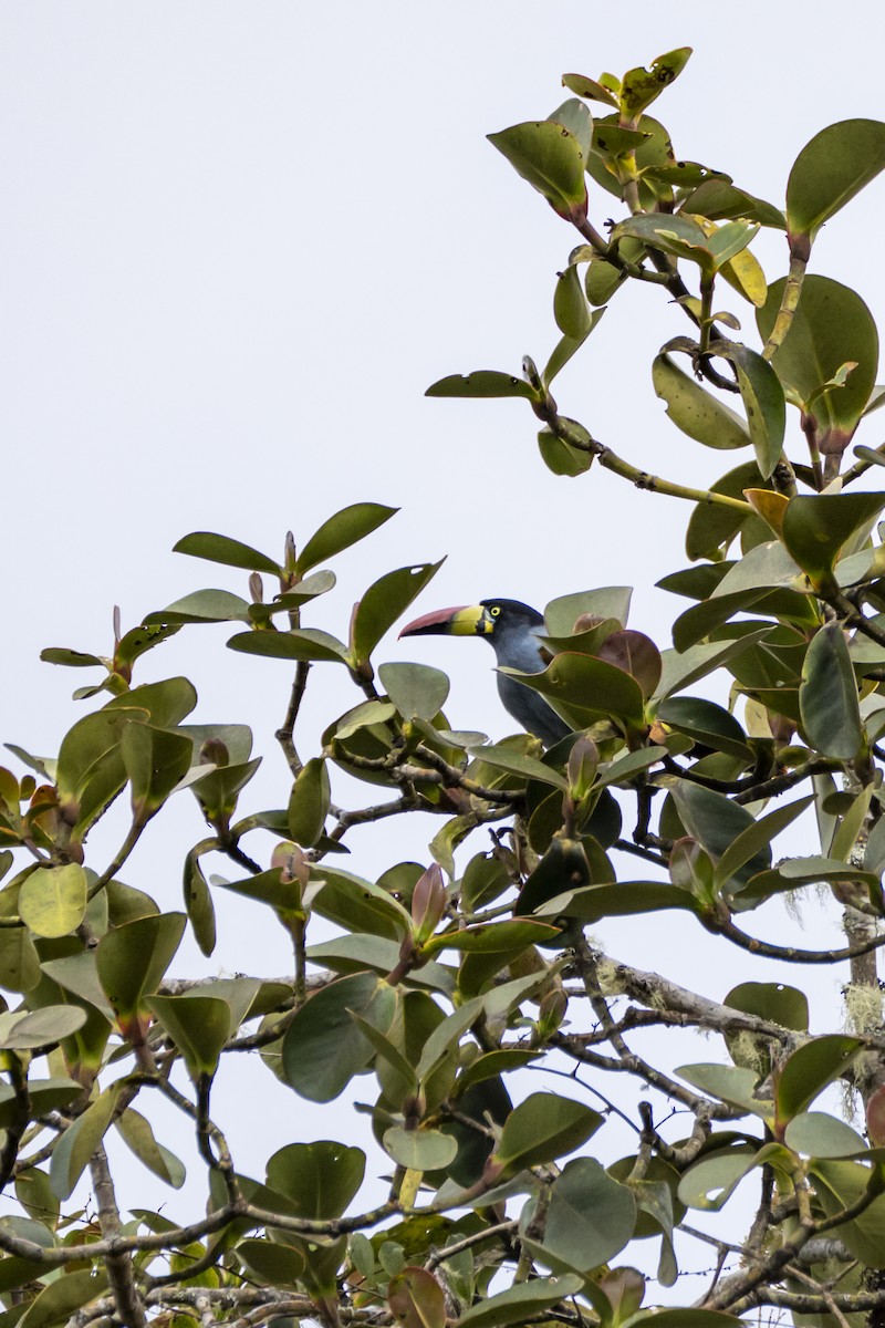 Gray-breasted Mountain-Toucan - ML624952350