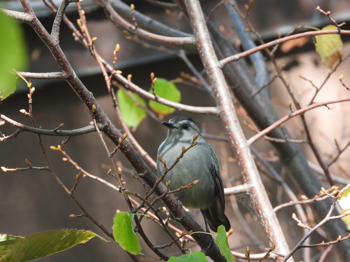 Pájaro Gato Gris - ML624952369