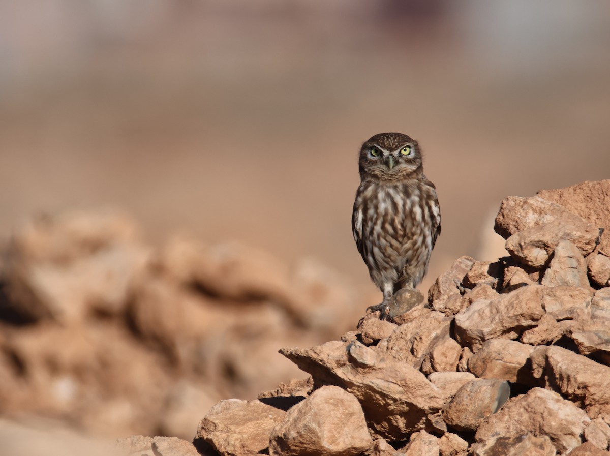 Little Owl - ML624952409