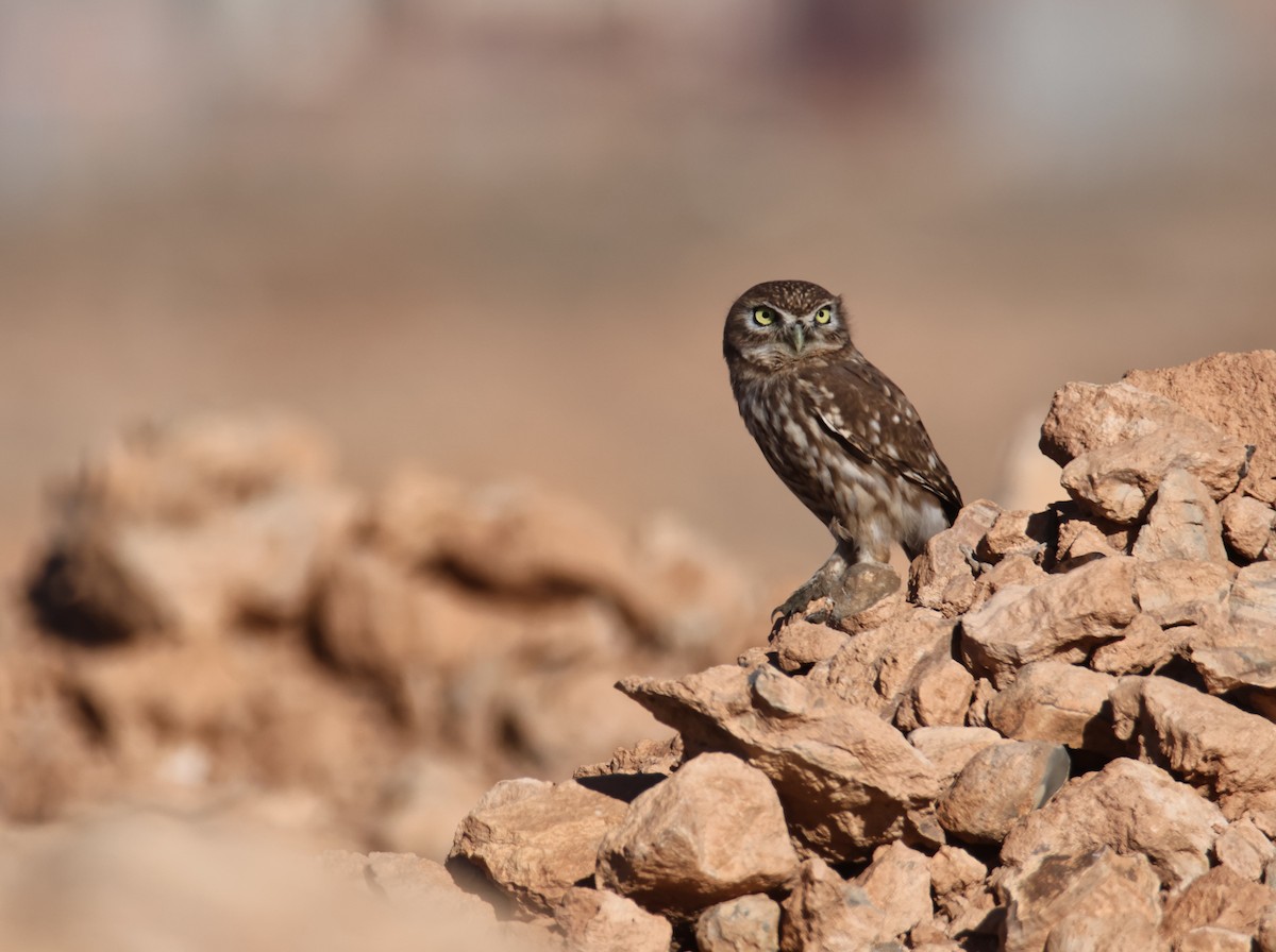 Little Owl - ML624952410