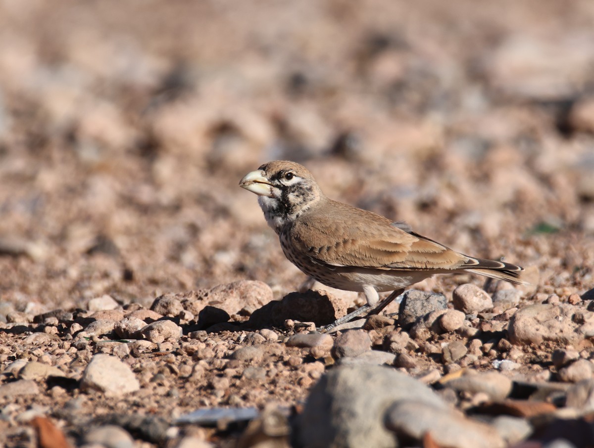 Thick-billed Lark - ML624952418