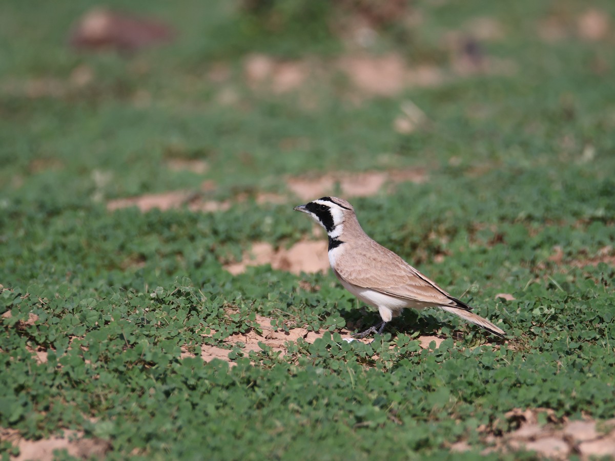 Temminck's Lark - ML624952449