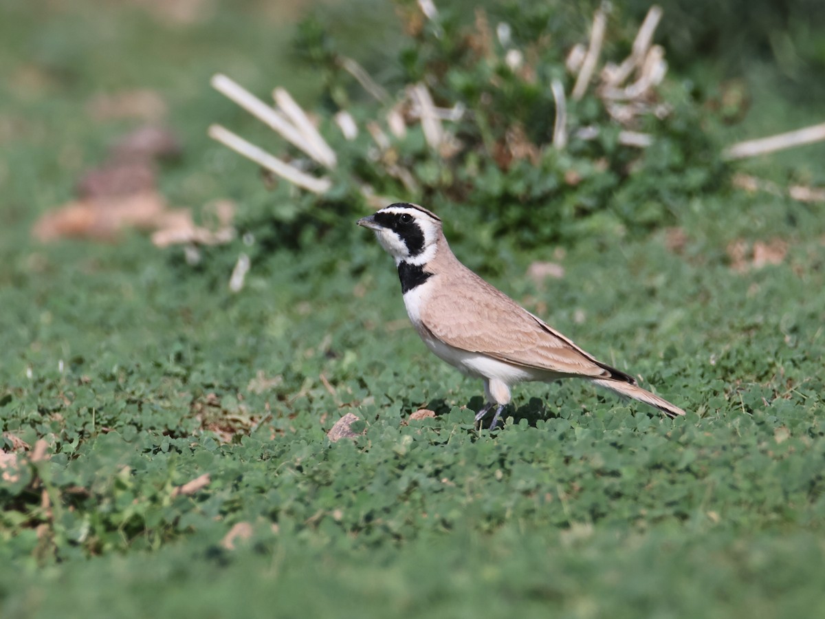 Temminck's Lark - ML624952450