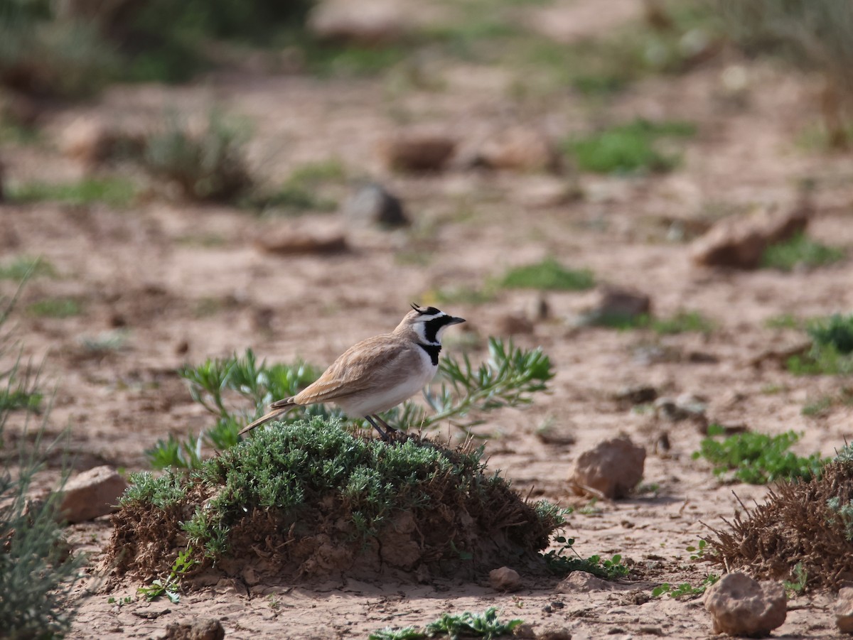 Temminck's Lark - ML624952451