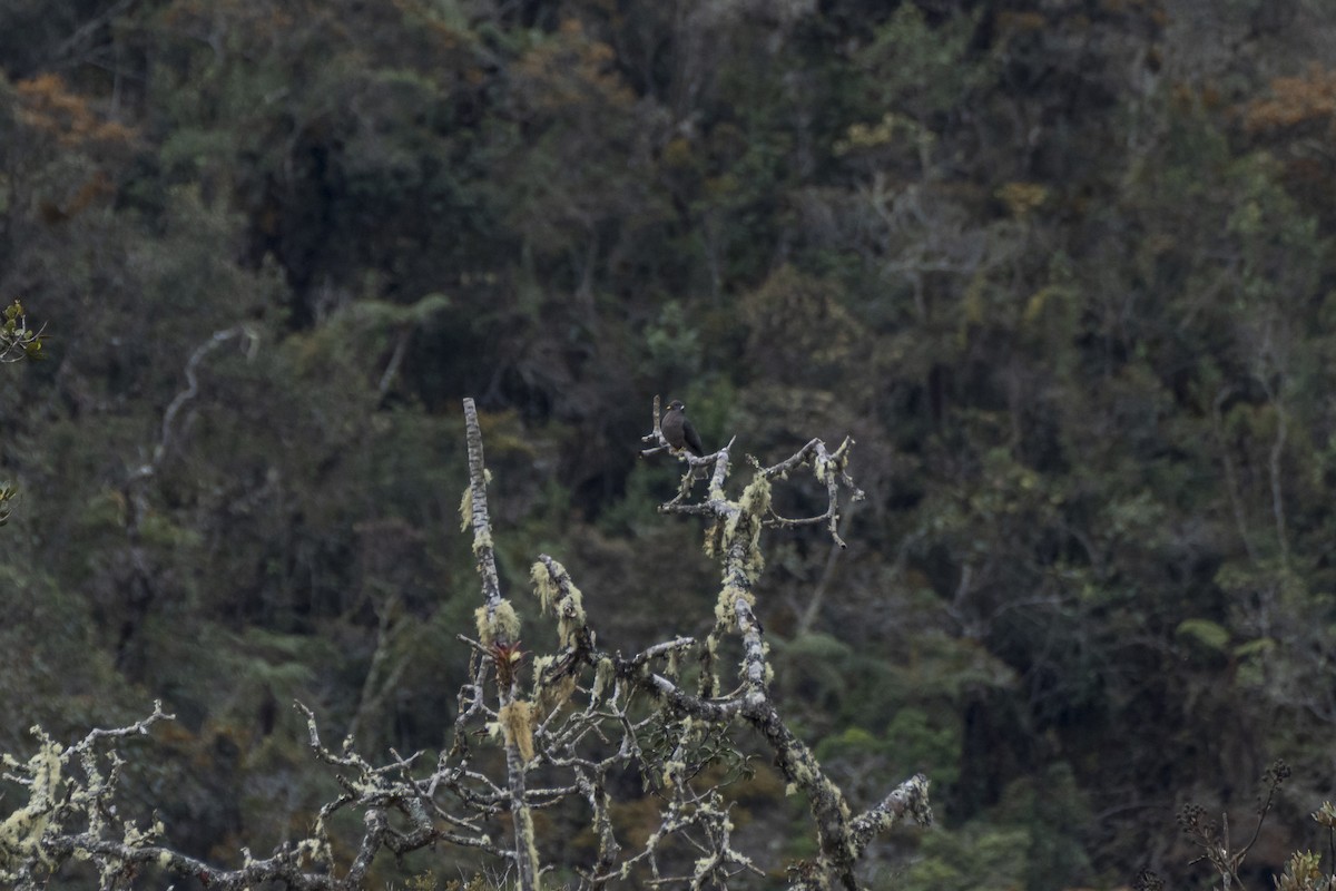 Band-tailed Pigeon - ML624952464