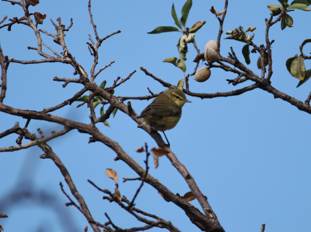 Willow Warbler/Common Chiffchaff - ML624952466