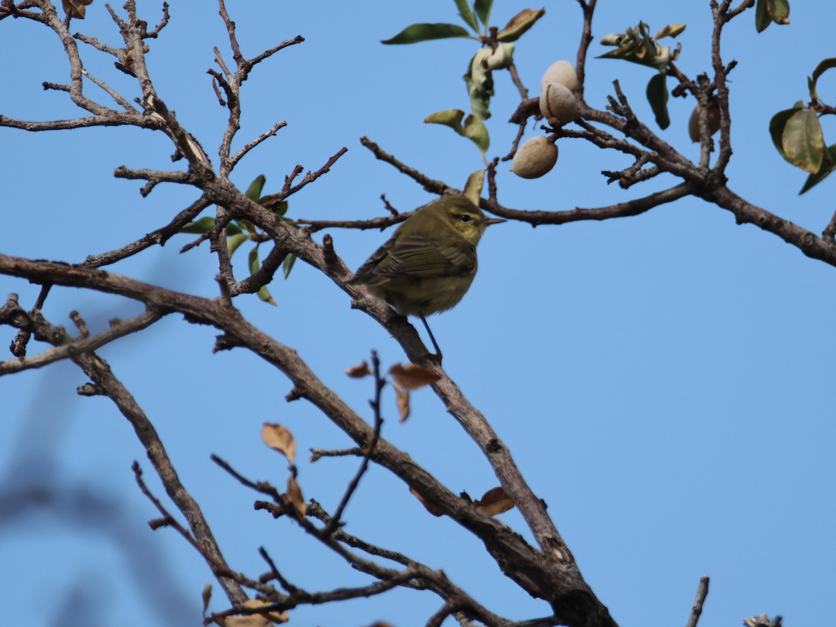 Willow Warbler/Common Chiffchaff - ML624952467