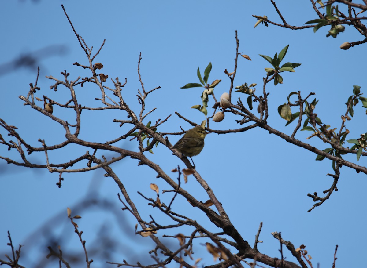 Willow Warbler/Common Chiffchaff - ML624952468