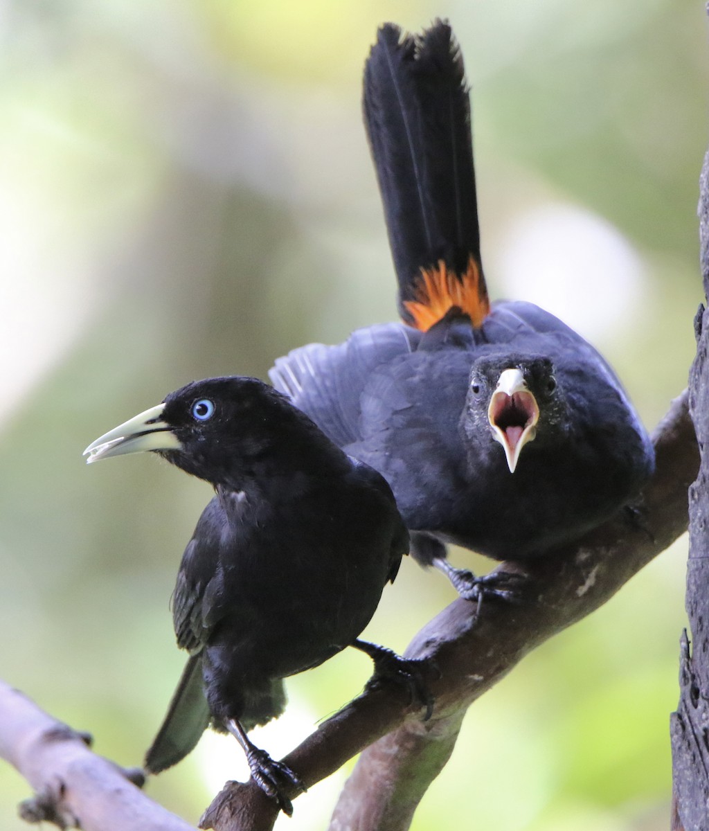 Scarlet-rumped Cacique - ML624952564