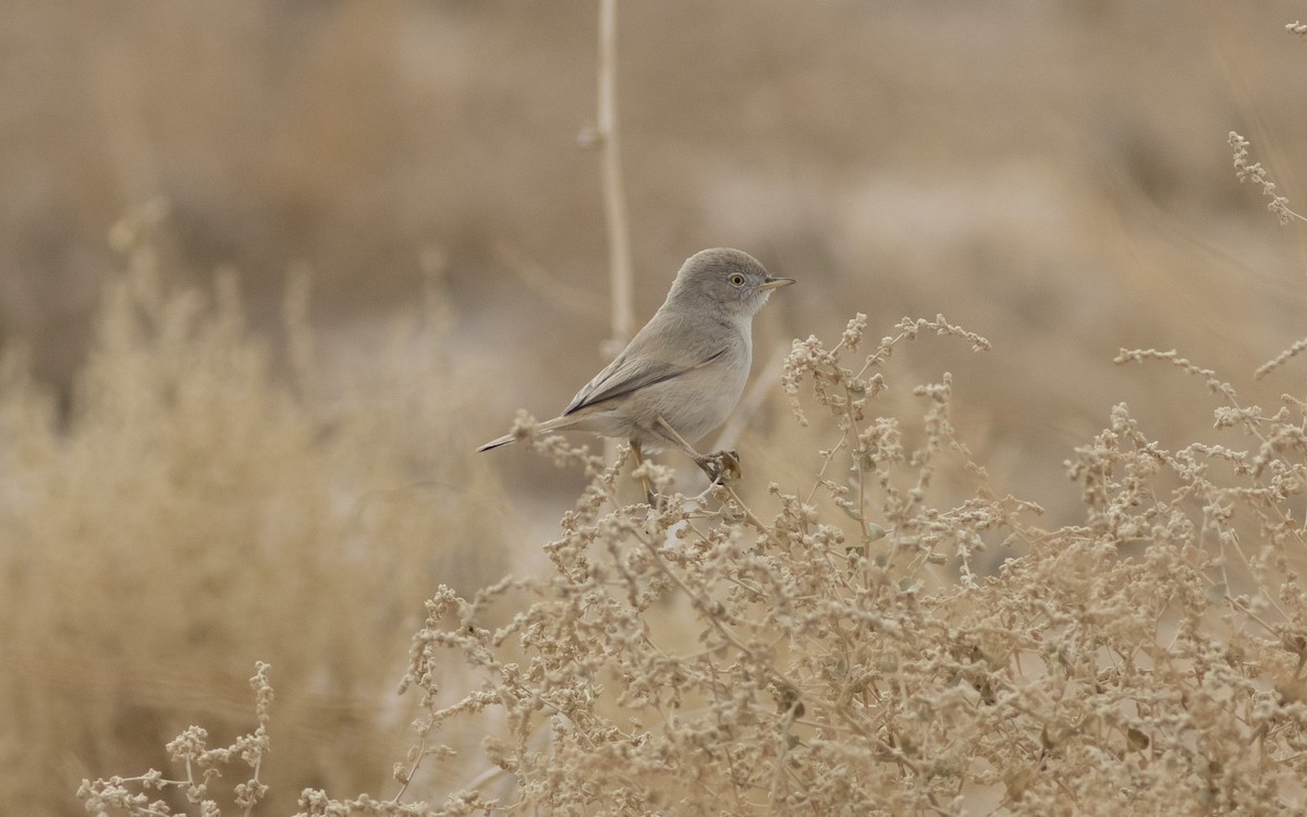 Asian Desert Warbler - ML624952720
