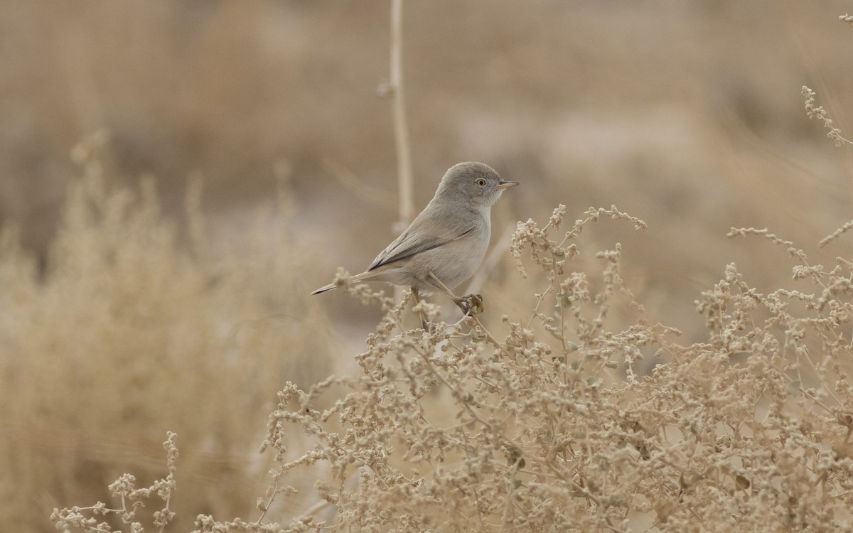 סבכי מדבר - ML624952720