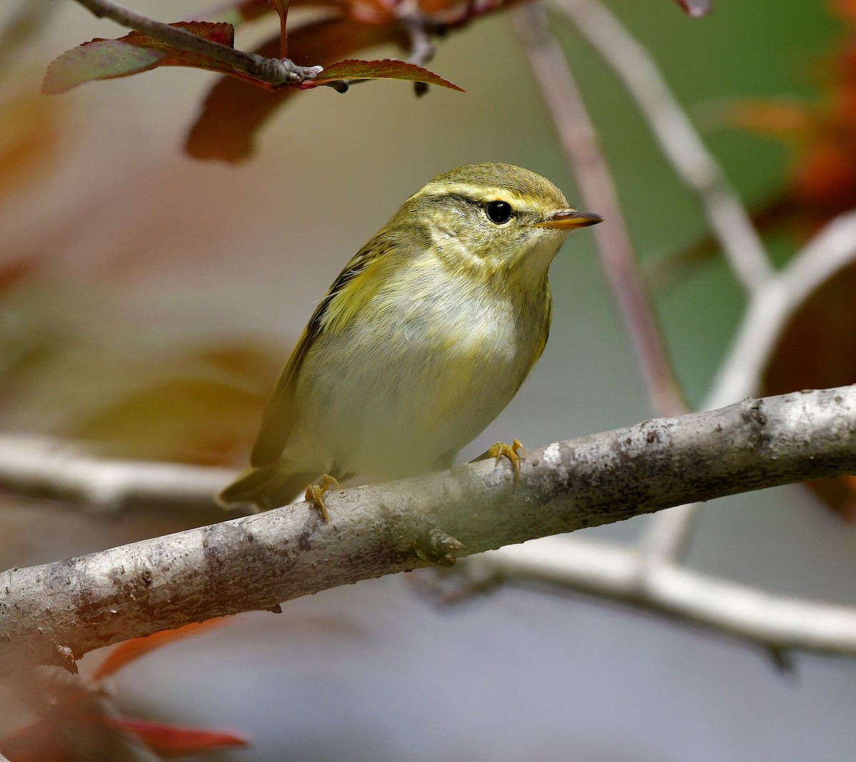 Yellow-browed Warbler - ML624952885