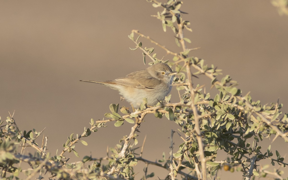 Asian Desert Warbler - ML624952913