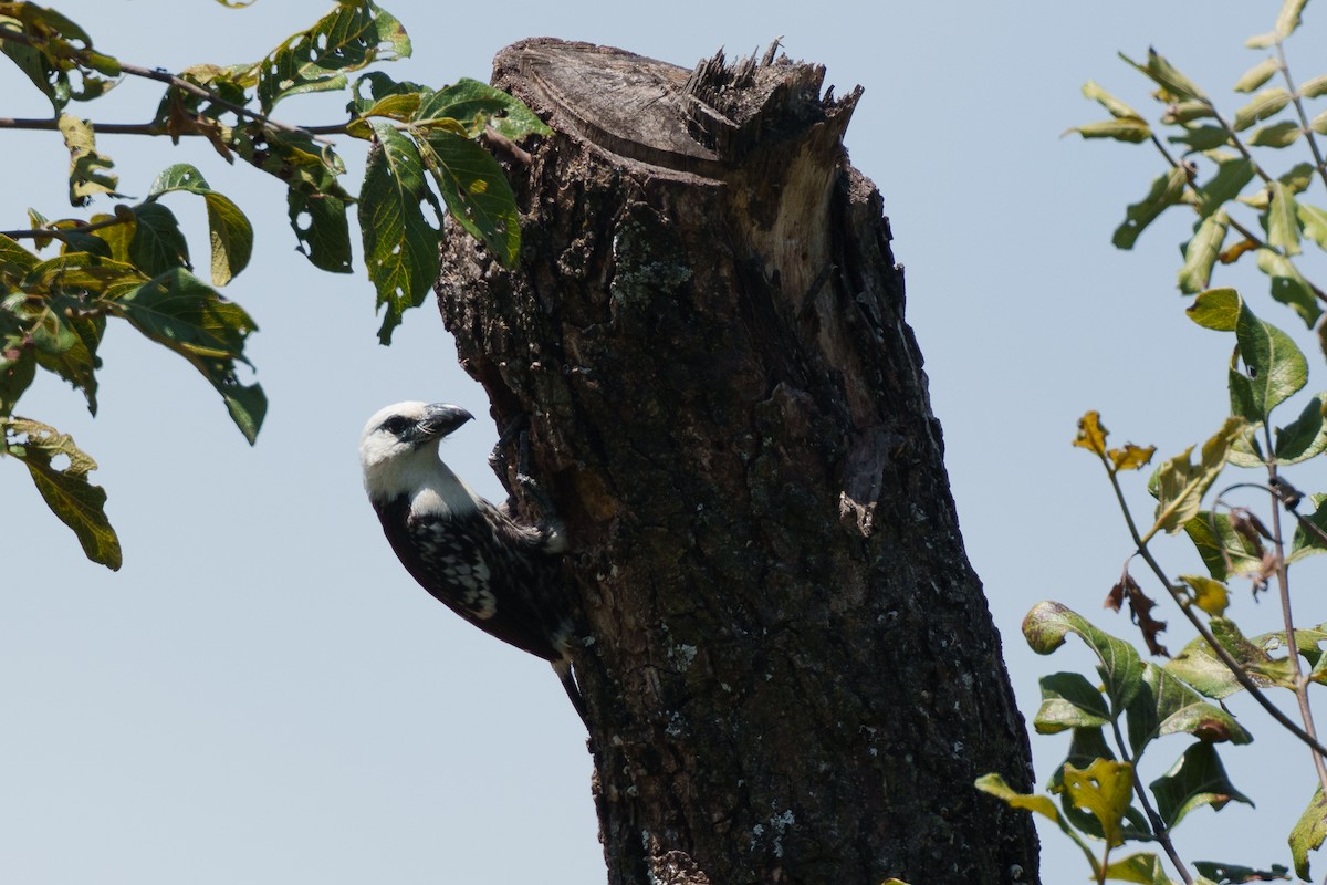 White-headed Barbet - ML624952917