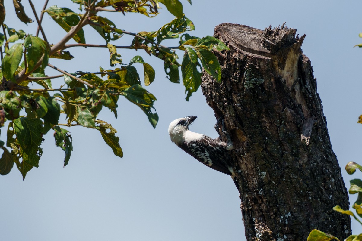 White-headed Barbet - ML624952918