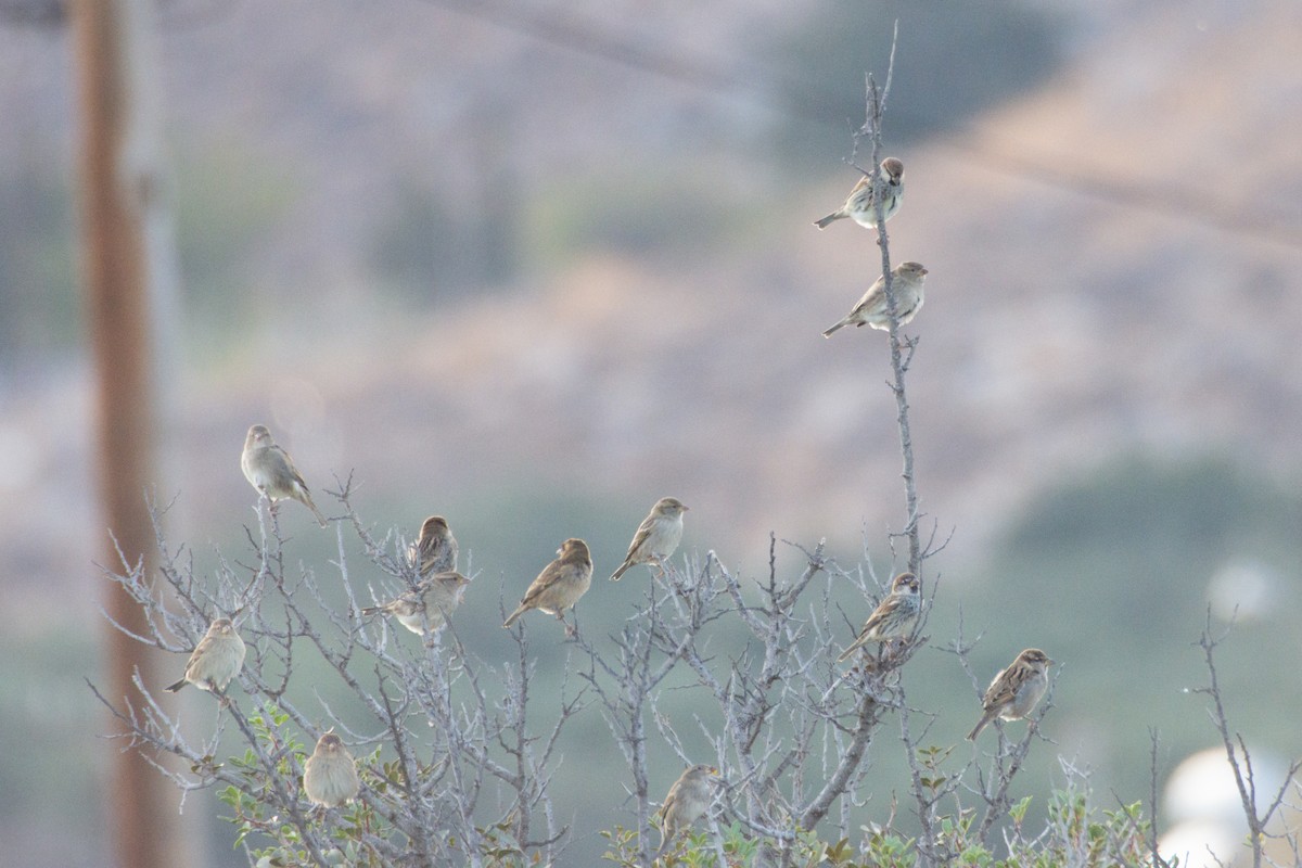 Spanish Sparrow - ML624953046