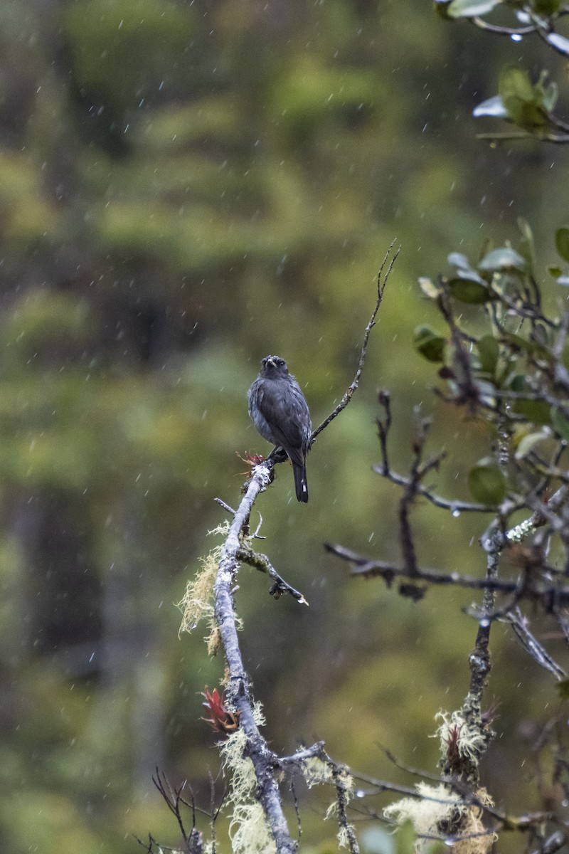 Red-crested Cotinga - ML624953124